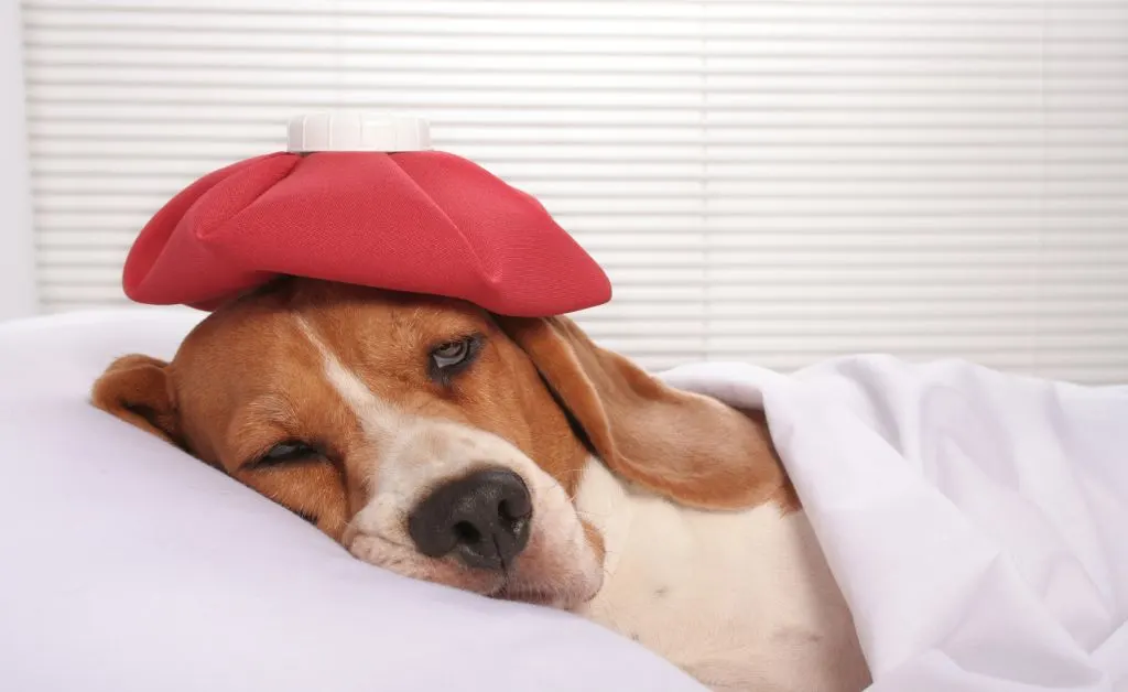 How-to-Spot-Pain-in-Dogs-When-They-Can-not-Speak